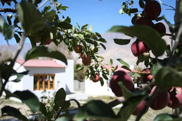 Himalayan Eco Resort Hundar Exterior photo